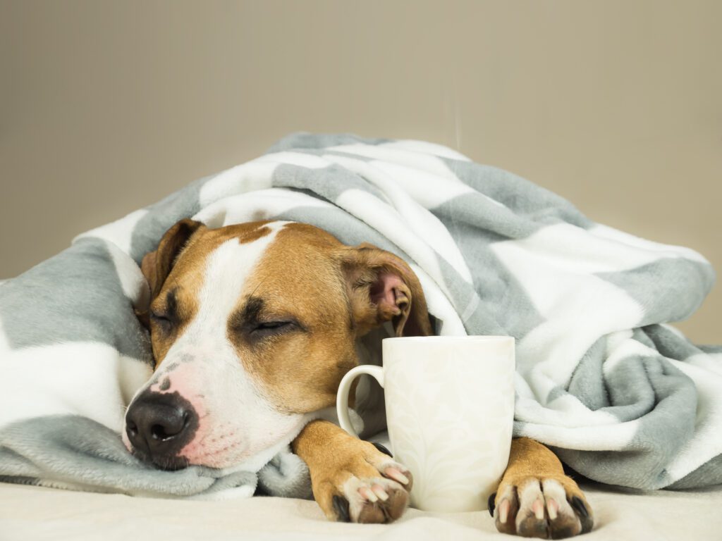 Lazy staffordshire terrier puppy wrapped in plaid snoozes in comfortable bed and relaxes